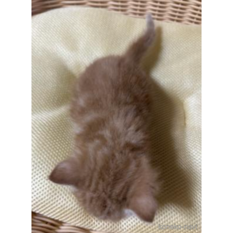 販売中の鹿児島県のスコティッシュフォールド-122534の2枚目